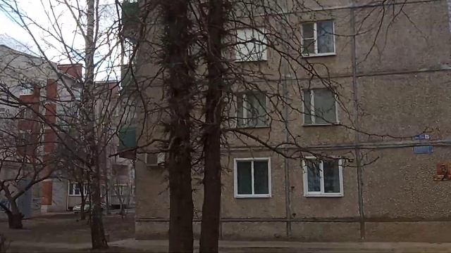 Гледичия Трёхколючковая в Воронежской области выдерживает минус 30 сбор семян смотреть онлайн