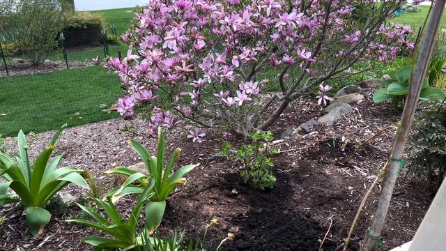 Planting Roses & Iris At The Cottage Garden