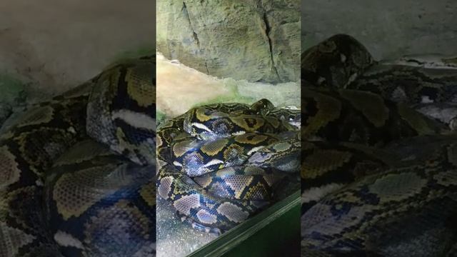 11.03.19 ТРОПИКАРИУМ-ОКЕАНАРИУМ В БУДАПЕШТЕ смотреть онлайн