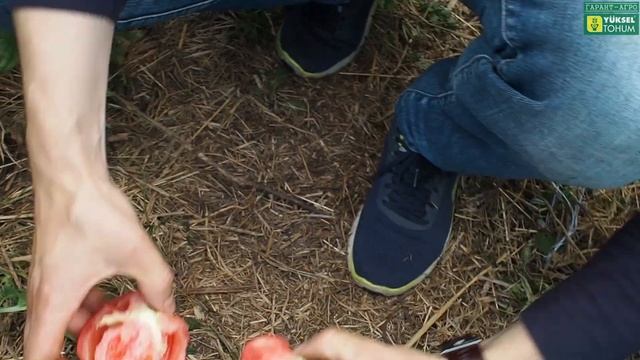 Оценка внутренней структуры плода розового томата ПИНК МАРГАРИ F1 (ДЖИТИ-ИР1) смотреть онлайн