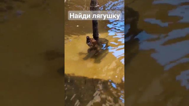 #Крым #судак #животные #лягушка #отдых #начиле #2023 #тепло #путешествия #август #море смотреть онлайн