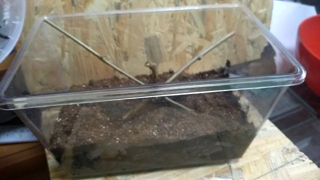 Cyriopagopus Hati Hati краткое описание !!!