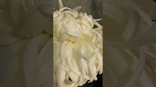 Махровая белая хризантема #хризантемы #chrysanthemumflower смотреть онлайн