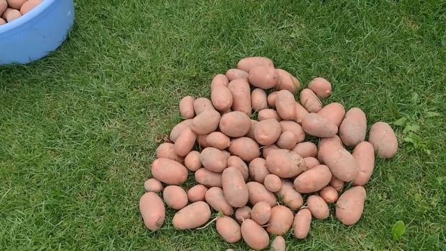 ВЕДРО С КУСТА! обзор УРОЖАЙНЫХ и не очень СОРТОВ КАРТОФЕЛЯ смотреть онлайн