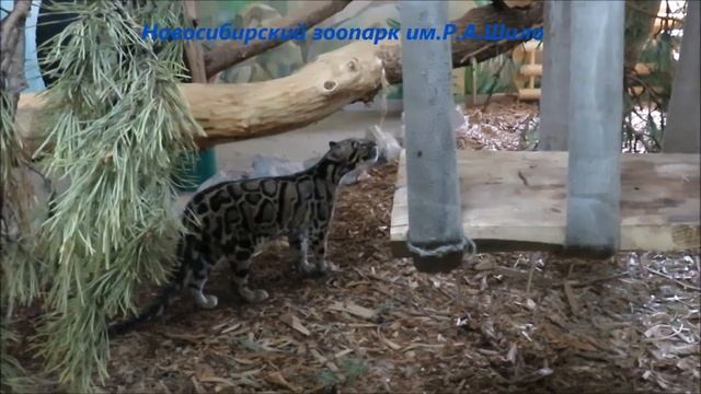 Дымчатые леопарды 01.05.2021 смотреть онлайн