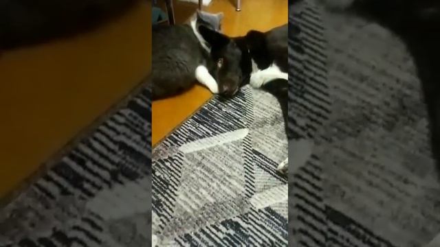 баю бай песик засыпай (укороченная версия) смотреть онлайн