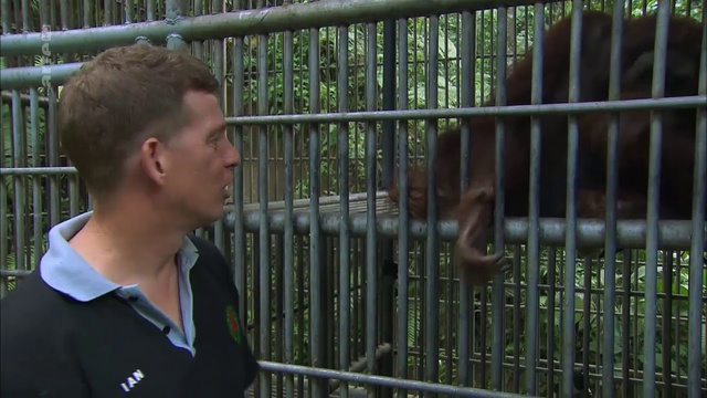 360 Geo - Les Derniers Orang-outangs De Sumatra