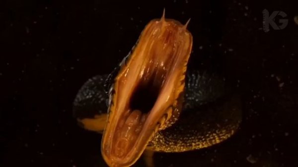 ЭКРАНИЗАЦИИ ВИДЕОИГР КОТОРЫЕ ВЫ ПРОПУСТИЛИ (KinoGames)