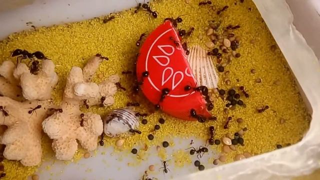 Messor Structor//Часть 12