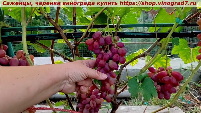 Парад сортов на 27.07.24 года - виноград ОГНЕННЫЙ смотреть онлайн