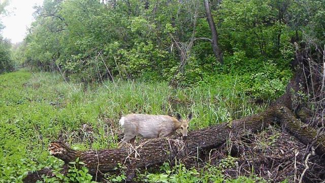 Две недели жизни упавшего дерева в лесу ФОТОЛОВУШКА (CAMERA TRAP) смотреть онлайн