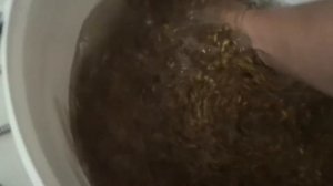 Приготовление ячменного солода в квартире своими руками