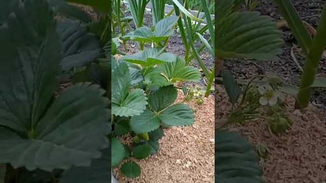 Гниет клубника. Что делать. Как увеличить урожай. #shorts смотреть онлайн