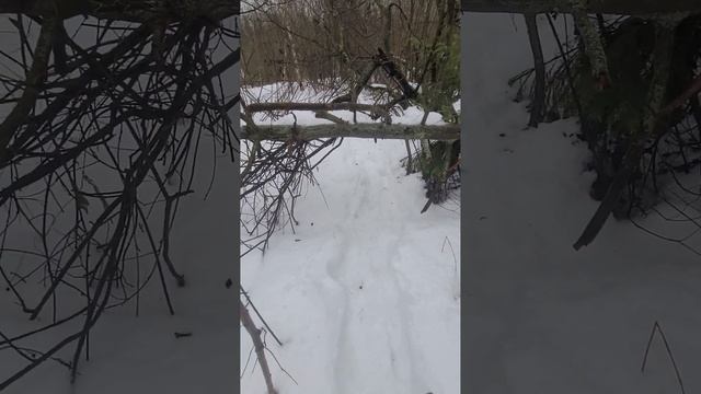 Winter mushroom hunt - January 1st, 2023 смотреть онлайн