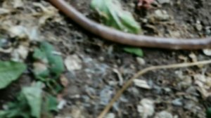 ШОК!!! САМЫЙ ДЛИННЫЙ ЧЕРВЬ В МИРЕ НАЙДЕН В ЛЕСАХ АТЛАНТИДЫ!!!!!!!!