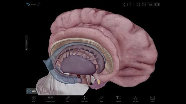 Visible Body | 3D Walkthrough of Central Nervous System and Brain Anatomy смотреть онлайн