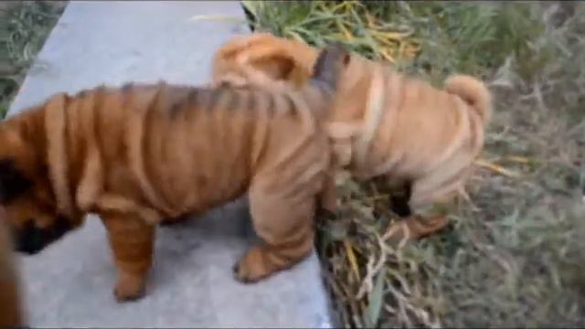 Shar pei puppies vs daddy :) смотреть онлайн