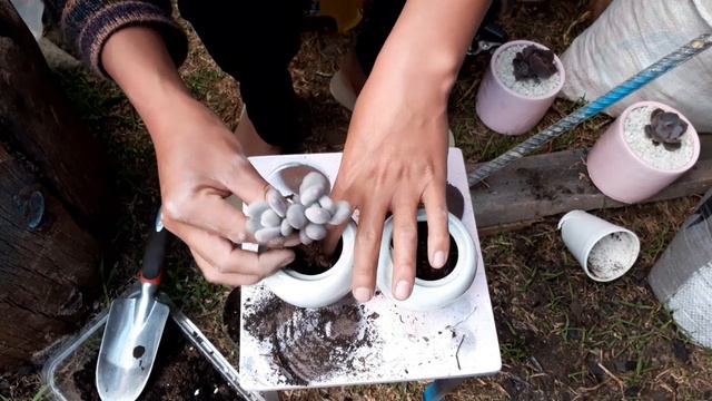 Trasplante en macetas recicladas #dustyrose #pachifitum #echeveriamelaco смотреть онлайн