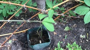 Вновь подсаживаю девичий виноград. Хочу живую изгородь