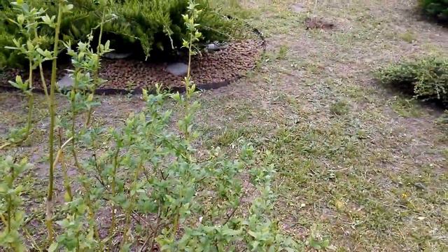 Голубика без рекламы. Май 2019. смотреть онлайн