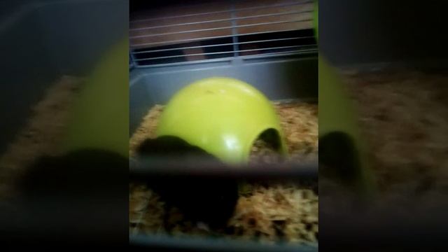 Джунгарский хомяк 3 Месяца смотреть онлайн