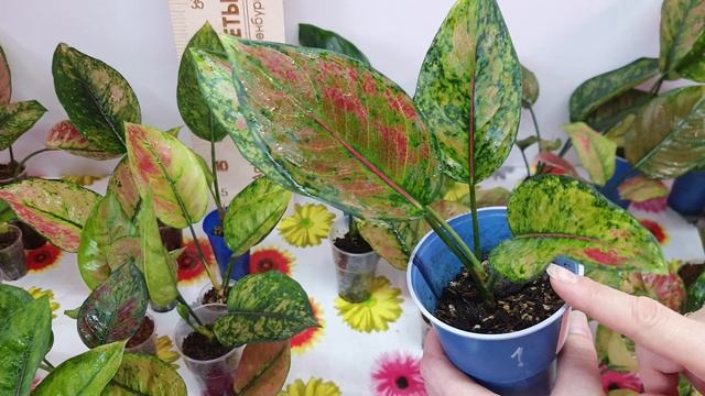 РАСПРОДАЖА АГЛАОНЕМ сорт Хенг Хенг . смотреть онлайн