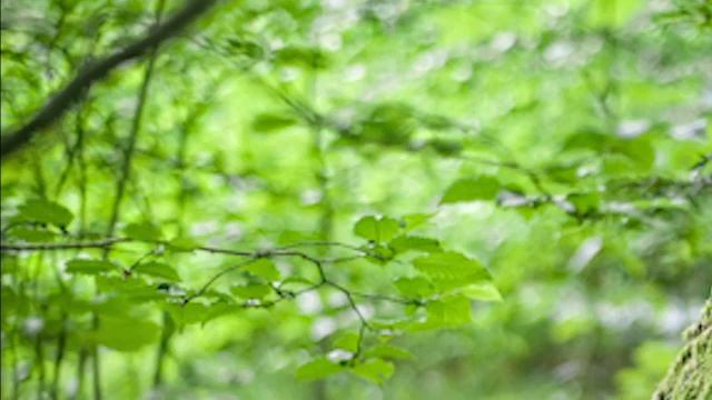 Пение соловья l Лесных птиц l Музыка для сна l Релакс l Музыка для медитации l Пение соловья солове смотреть онлайн