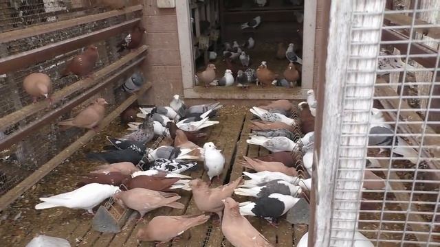 УНИКАЛЬНЫЕ БОЙНЫЕ ГОЛУБИ В МОСКВЕ !! Питомник Марка , часть 1-ая. #pigeons# Tauben# смотреть онлайн