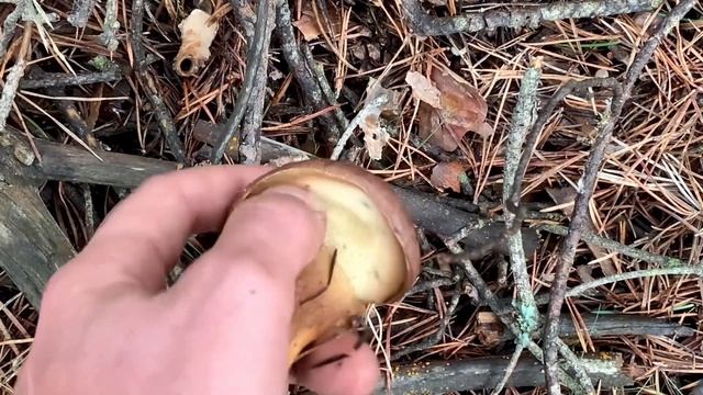 Boletus edulis entre pino silvestre ?? Que preciosidad!! Otoño ? смотреть онлайн