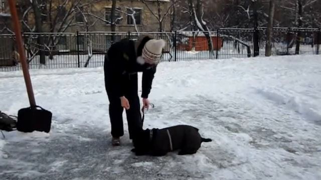 Кани - корсо, комплекс. смотреть онлайн