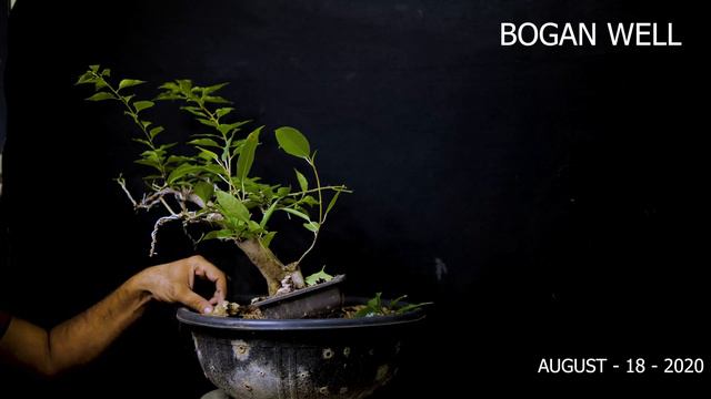 How to make a Bougainvillea bonsai Amazing Tree | Bougainvillea ka bonsai Kaise Banaye | DIY BONSAI смотреть онлайн