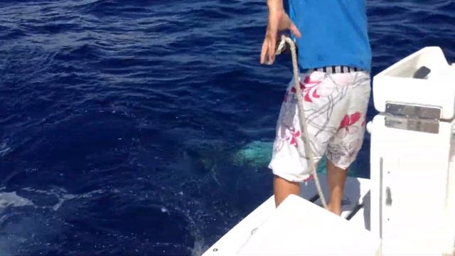 Blue marlin 200 kg on Seychelles Islands, little bit not catch! смотреть онлайн