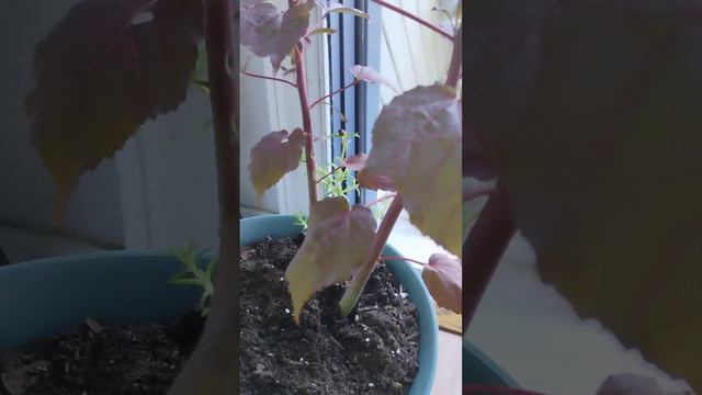 mi planta kopper King floreando 🌺😎🌸 смотреть онлайн