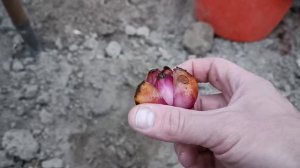 Моя «реанимация» луковиц высокорослых лилий  и посадка осенью. Сорт Конка Дор и т. д. Цветоводство.