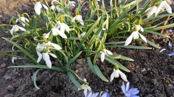 Галантус . Galanthus .
