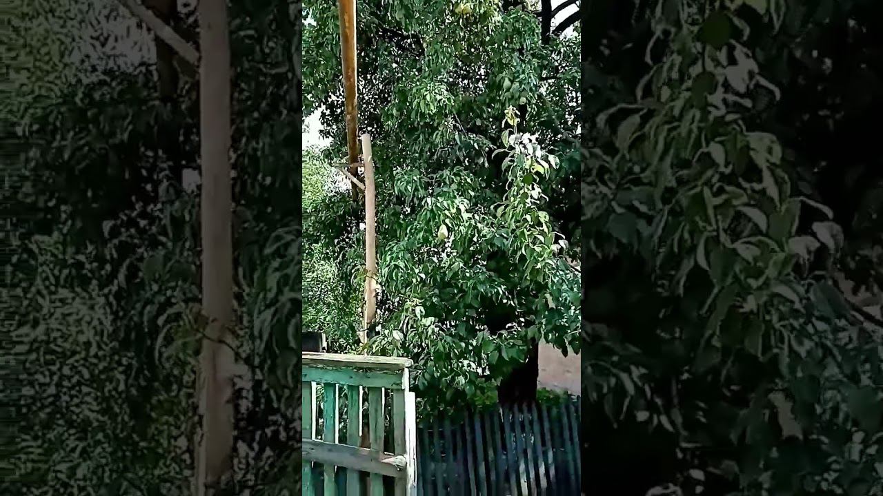 Ростовская груша - лесная красавица - дерево 50 лет