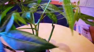 ПАХИРА. ПЕРЕСАДКА ПОСЛЕ ПОКУПКИ.