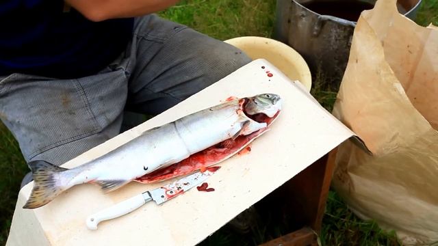 Как добывают красную икру на Сахалине смотреть онлайн