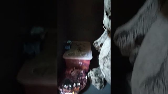 Дом Басика смотреть онлайн