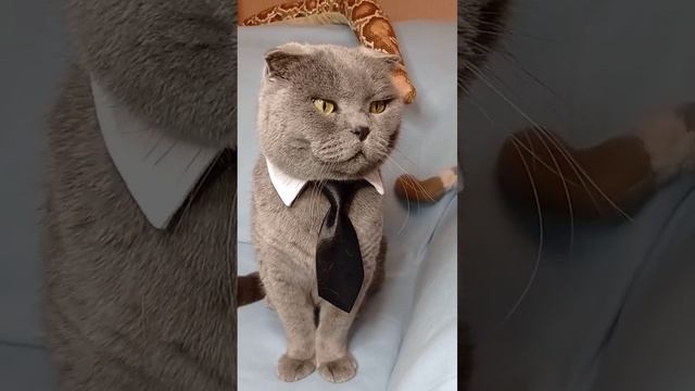 #котики #мартин #мила #артисты смотреть онлайн