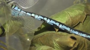 БИОСФЕРА: 178. Дозорщик Император (Anax imperator)