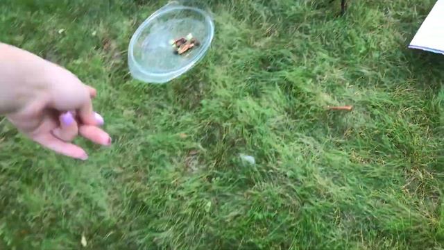 Голодные игры. Самоед и Сиба-ину против вкусняшек, овощей и корма смотреть онлайн