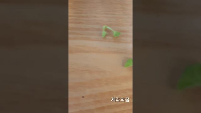 순집기란? смотреть онлайн