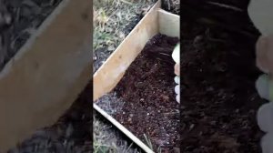 Посадка шампиньонов в саду.