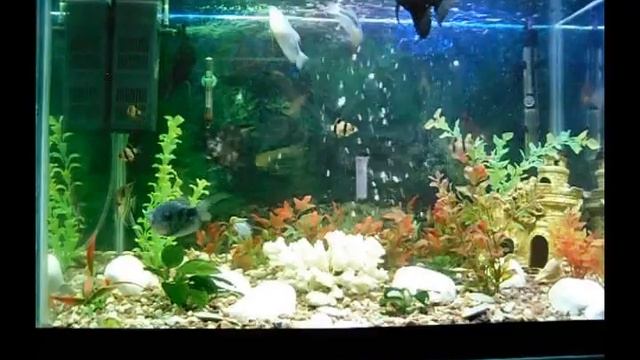 Аквариум на 120 литров смотреть онлайн