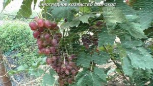 Сорта винограда 2020. Дубовский розовый vs Преображение