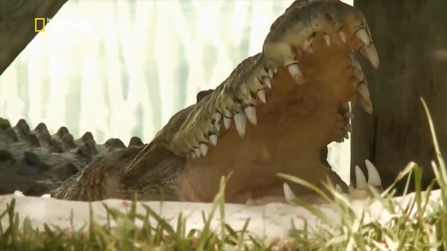 Как отличить аллигатора от крокодила! смотреть онлайн