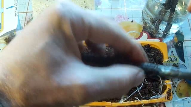 Результаты прививки винограда прививочным секатором. смотреть онлайн
