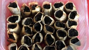 Пакетики от чая для выращивания рассады. Отличная замена торфяным таблеткам. Дачные хитрост