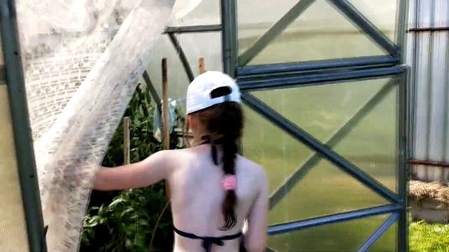 Теплица "Дачная-2ДУМ" 7-й дачный сезон на участке. смотреть онлайн